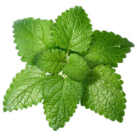 Lemon Balm —